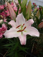 [5252 Riant TL No01.JPG]